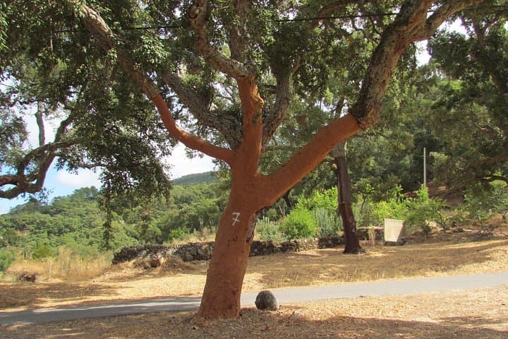 Birdwatching Day in the Monchique Hills: Foia to Caldas de Monchique photo 2