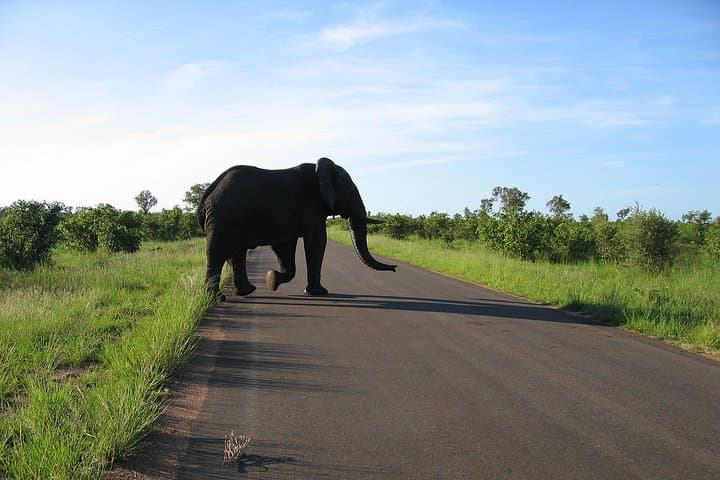 Budget 3-Day Kruger Big 5 Safari from Johannesburg photo 1
