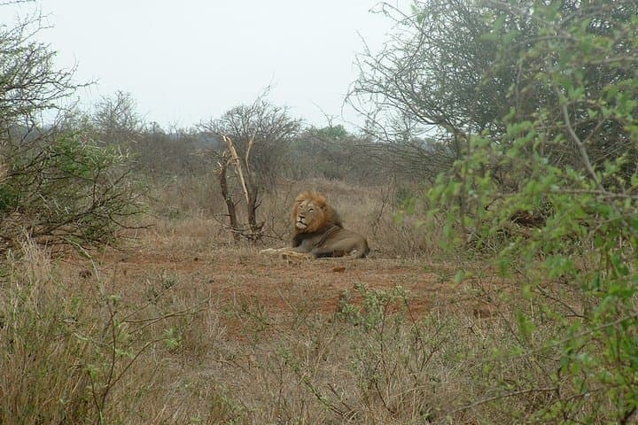 Budget 3-Day Kruger Big 5 Safari from Johannesburg photo 4