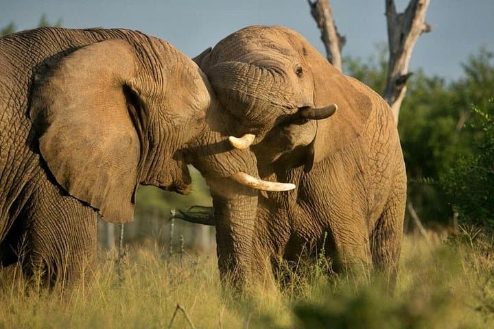5-Day Kruger National Park & Panorama Route Tented Safari — Big 5 Game Drives and Blyde River Canyon photo 2