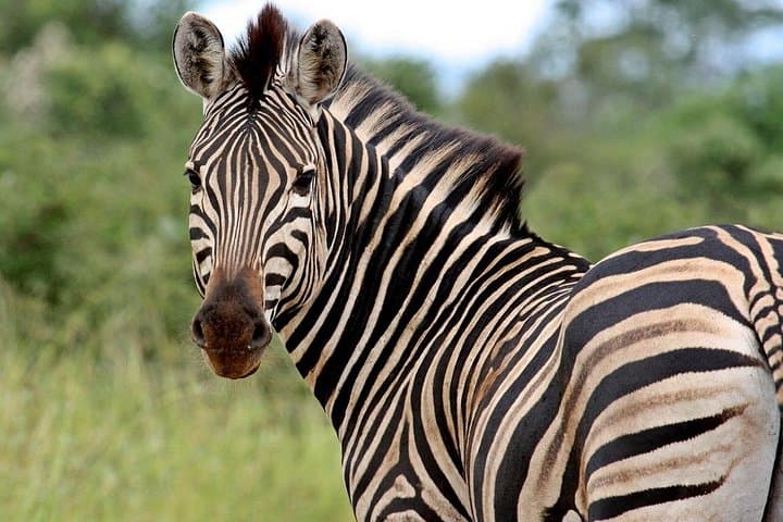 5-Day Kruger National Park & Panorama Route Tented Safari — Big 5 Game Drives and Blyde River Canyon photo 3