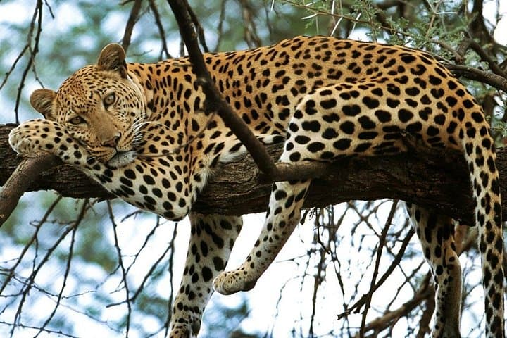 5-Day Kruger National Park & Panorama Route Tented Safari — Big 5 Game Drives and Blyde River Canyon photo 4