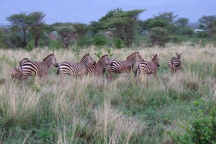 4-Day Tsavo East, Amboseli & Tsavo West Safari from Malindi photo 3