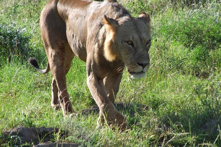 4-Day Tsavo East, Amboseli & Tsavo West Safari from Malindi photo 4