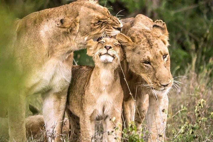 4-Day Kruger National Park & Panorama Route Tented Safari — Big Five Game Drives from Hazyview