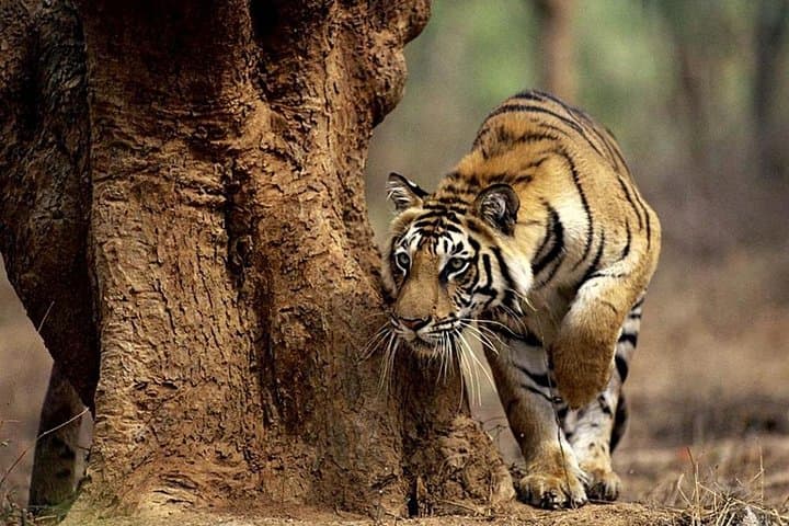 4-Day Kruger National Park & Panorama Route Tented Safari — Big Five Game Drives from Hazyview photo 2