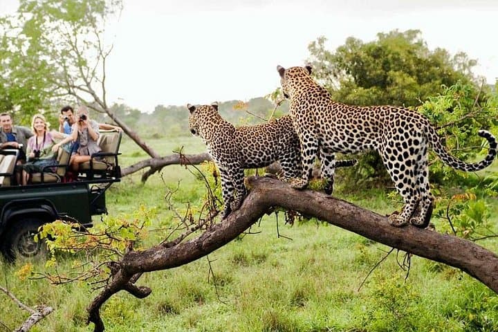 4-Day Kruger National Park & Panorama Route Tented Safari — Big Five Game Drives from Hazyview photo 3