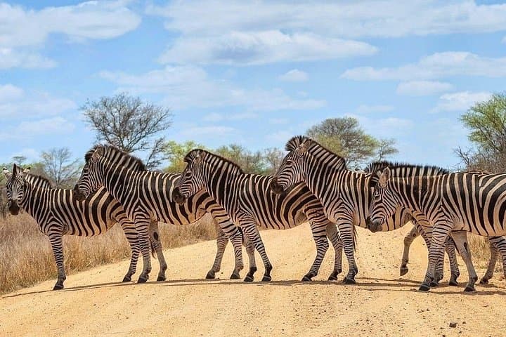 4-Day Kruger National Park & Panorama Route Tented Safari — Big Five Game Drives from Hazyview photo 4