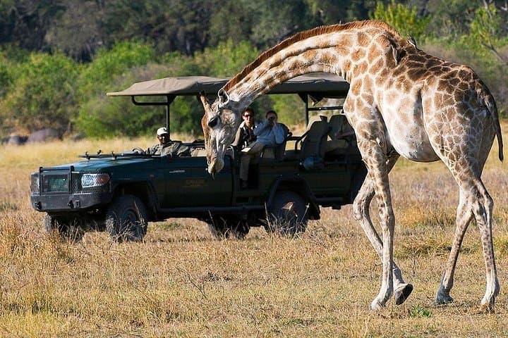 4-Day Kruger National Park & Panorama Route Tented Safari — Big Five Game Drives from Hazyview photo 5