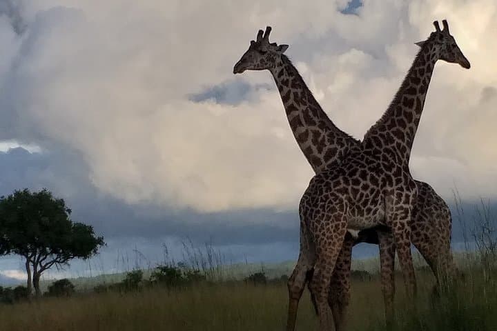 6-Day Selous Safari and Kilwa Kisiwani Beach Snorkel photo 5