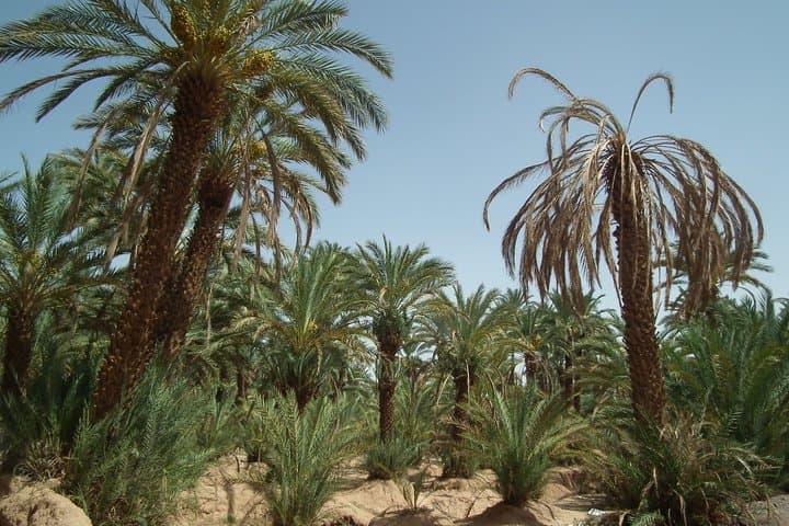 5-Day Sahara Desert Tour from Casablanca — Merzouga Dunes, Ait Ben Haddou & Atlas Passes photo 5