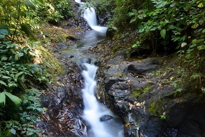 Rainmaker Waterfalls & Hanging Bridges Day Trip from Manuel Antonio photo 2