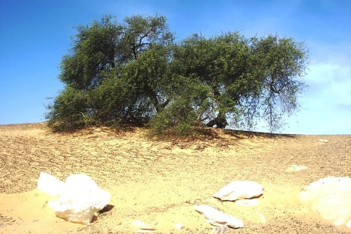 2-Day Private White Desert Tour from Cairo — Bahariya Oasis Camping & Crystal Mountain photo 2
