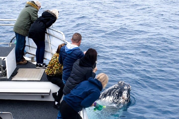 Phillip Island Whale Watching Cruise: Seals, Dolphins and Migrating Whales photo 3