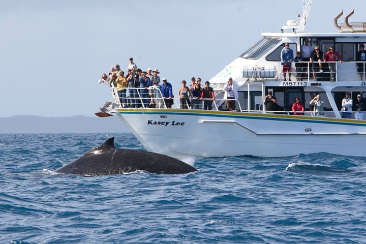 Phillip Island Whale Watching Cruise: Seals, Dolphins and Migrating Whales