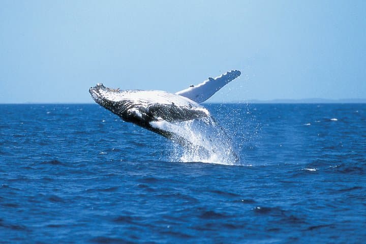 Phillip Island Whale Watching Cruise: Seals, Dolphins and Migrating Whales photo 5