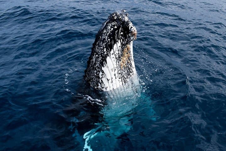 Phillip Island Whale Watching Cruise: Seals, Dolphins and Migrating Whales photo 6