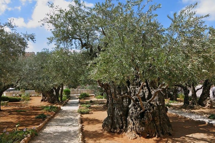 9-Day Jordan & Israel-Palestine Tour: Petra, Wadi Rum & Jerusalem photo 2