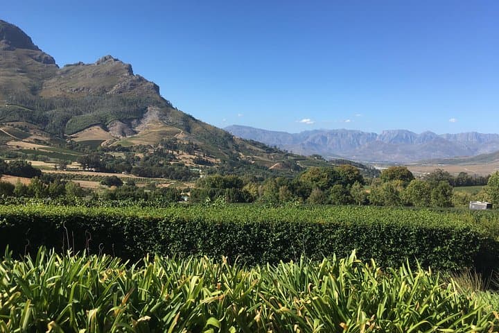 Full-Day Cape Winelands Wine Tour: Stellenbosch, Franschhoek & Paarl