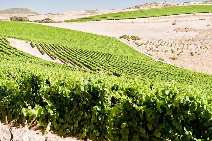 Full-Day Cape Winelands Wine Tour: Stellenbosch, Franschhoek & Paarl photo 4