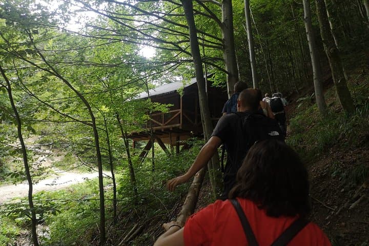 Carpathian Brown Bears: Observe Wild Bears from Forest Hides near Brasov