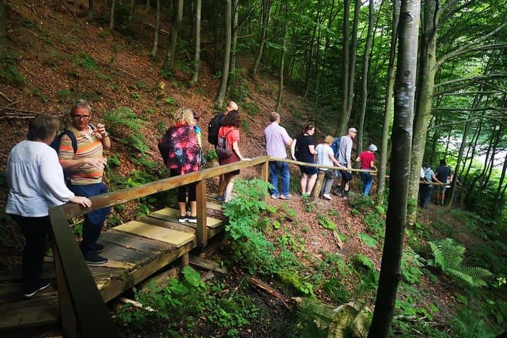 Carpathian Brown Bears: Observe Wild Bears from Forest Hides near Brasov photo 3