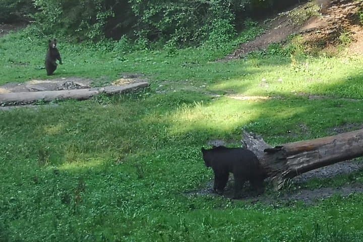 Carpathian Brown Bears: Observe Wild Bears from Forest Hides near Brasov photo 4