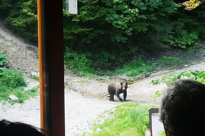 Carpathian Brown Bears: Observe Wild Bears from Forest Hides near Brasov photo 5