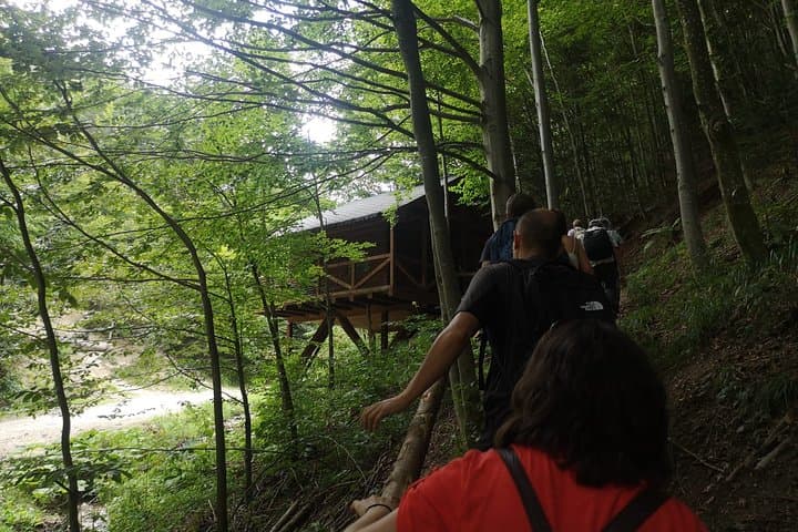 Carpathian Brown Bear Safari: No-Fence Forest Hide near Brașov photo 1