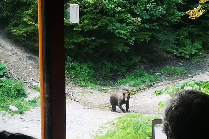 Carpathian Brown Bear Safari: No-Fence Forest Hide near Brașov photo 3