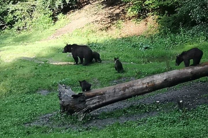 Carpathian Brown Bear Safari: No-Fence Forest Hide near Brașov photo 4