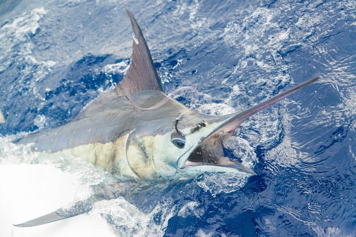 Big Game Fishing in Mauritius — Black River Offshore Angling photo 5