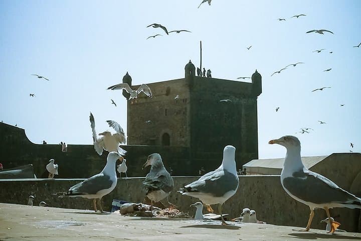 Essaouira Day Trip from Marrakech — Medina, Kasbah & Atlantic Harbor