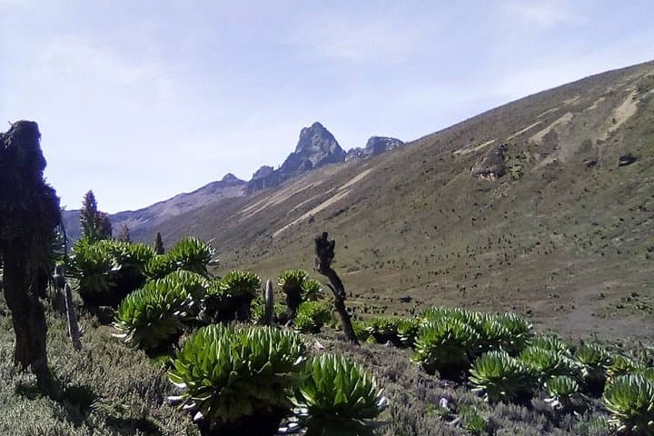 Mount Kenya Full-Day Hike via Naro Moru to the Meteorological Station photo 3