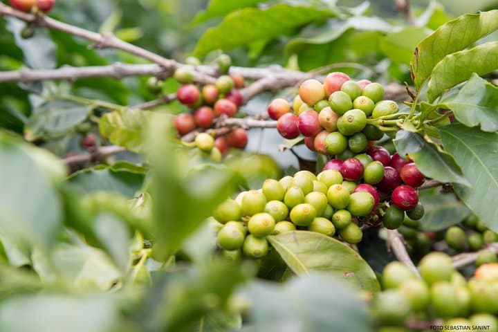 Coffee Farm Day Trip from Bogotá: Hands-On Cundinamarca Plantation Experience photo 4