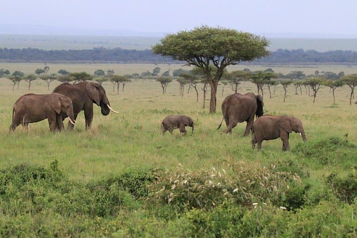7-Day Uganda Safari: Kidepo to Murchison Falls, Shoebill & Chimp Trek