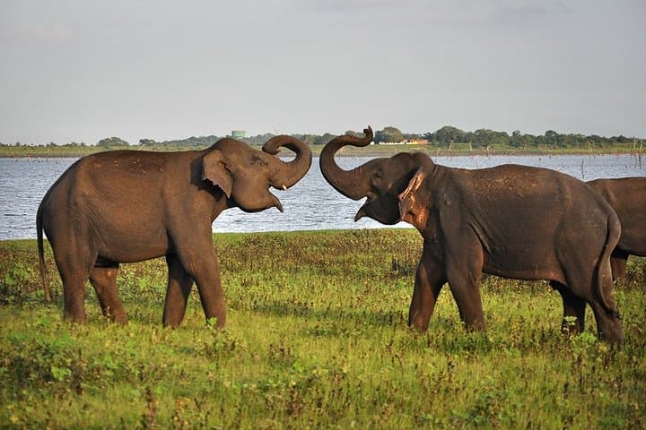 Pidurangala, Ritigala & Elephant Safari: Private Day Tour from Sigiriya photo 5