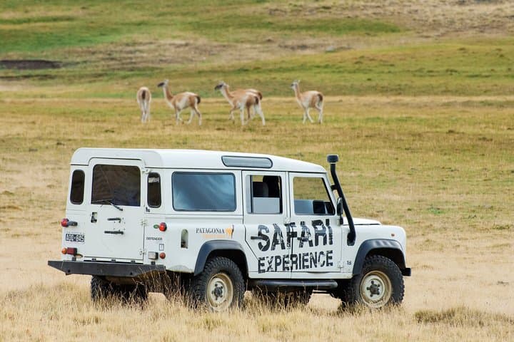 Patagonian Steppe Safari at Estancia 25 de Mayo — 4x4 Wildlife & Ranch Lunch near El Calafate