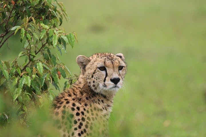 7-Day Uganda Safari: Kidepo to Murchison Falls, Shoebill & Chimp Trek photo 2
