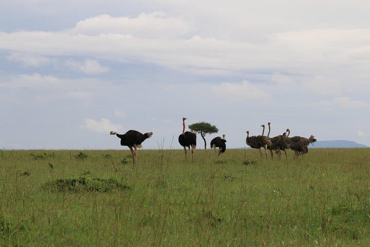 7-Day Uganda Safari: Kidepo to Murchison Falls, Shoebill & Chimp Trek photo 3