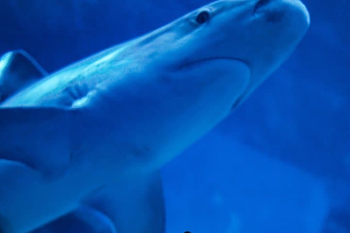 Classic Cape Town Shark Diving Plus — Great White Cage Experience