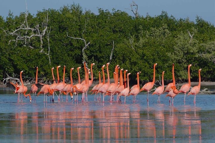 Las Coloradas Pink Lake Tour from Cancún — Full-Day Salt Flats, Boat Ride & Lunch photo 4