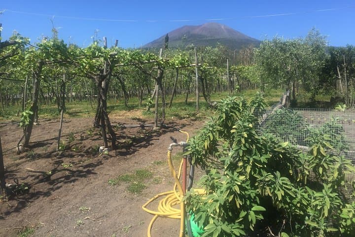 Vesuvius Wine Tour: Vineyard Walk & Lachrima Christi Tasting from Naples photo 5