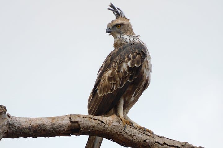 Bundala National Park Safari: Morning and Afternoon Wildlife Jeep Tours photo 5