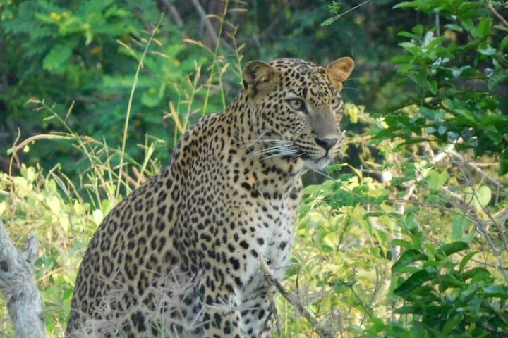 Yala National Park Safari: Half- and Full-Day Leopard & Elephant Tours photo 5