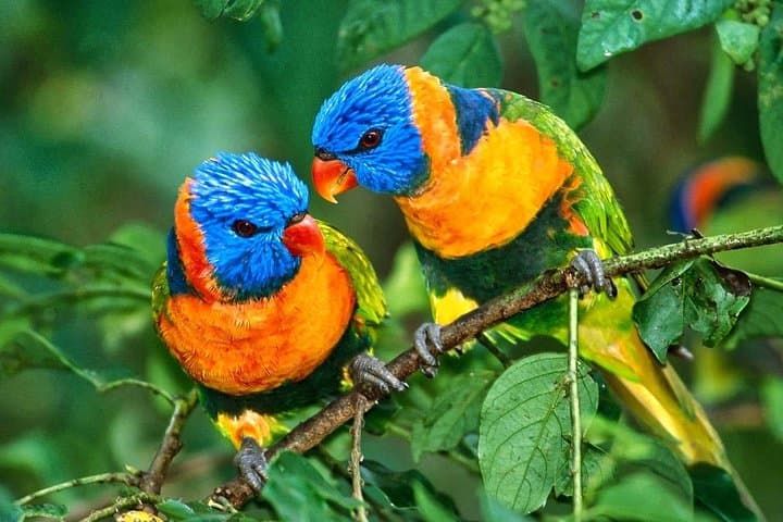 Golden Triangle & Wildlife: 7-Day Taj Mahal, Ranthambore Tigers & Bharatpur Birds photo 4