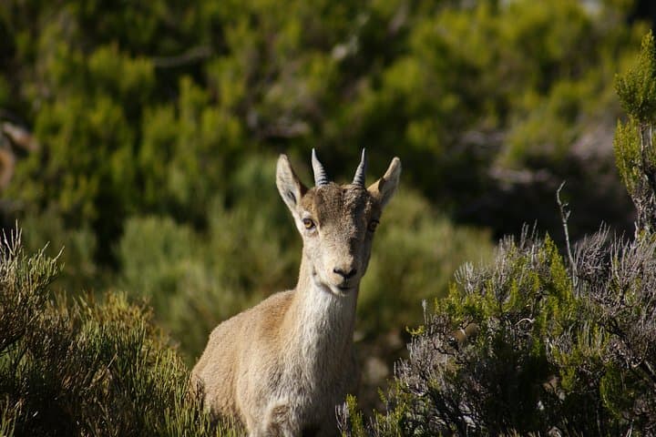 Hike El Saltillo Gorge & White Village Day Trip from Málaga photo 3