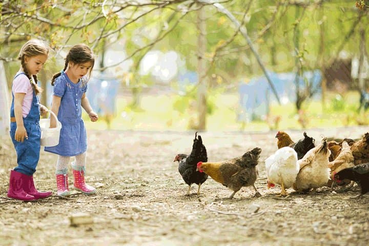 Educational Farm Near Rome: Family Workshops, Olive Oil & Farm Lunch photo 1