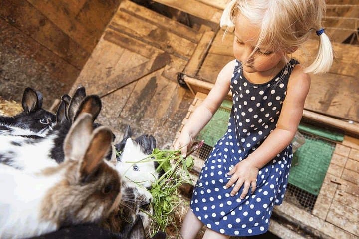 Educational Farm Near Rome: Family Workshops, Olive Oil & Farm Lunch photo 2