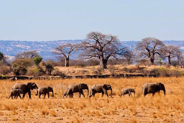 Tarangire & Ngorongoro 2-Day Guided Safari: Camping, Big Five, and Maasai Encounters photo 4
